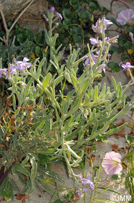 Matthiola sinuata & Convolvulus soldanella