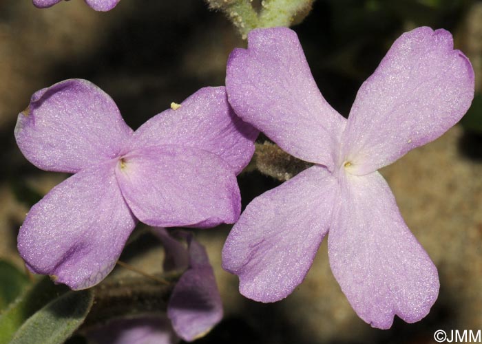 Matthiola sinuata