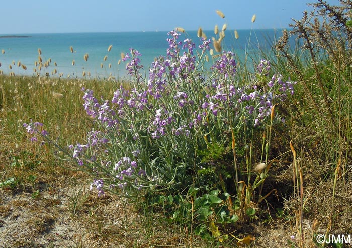 Matthiola sinuata & Lagurus ovatus