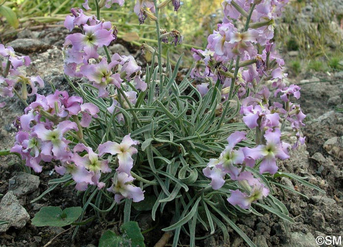 Matthiola valesiaca