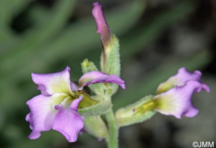 Matthiola valesiaca