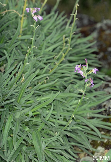 Matthiola valesiaca