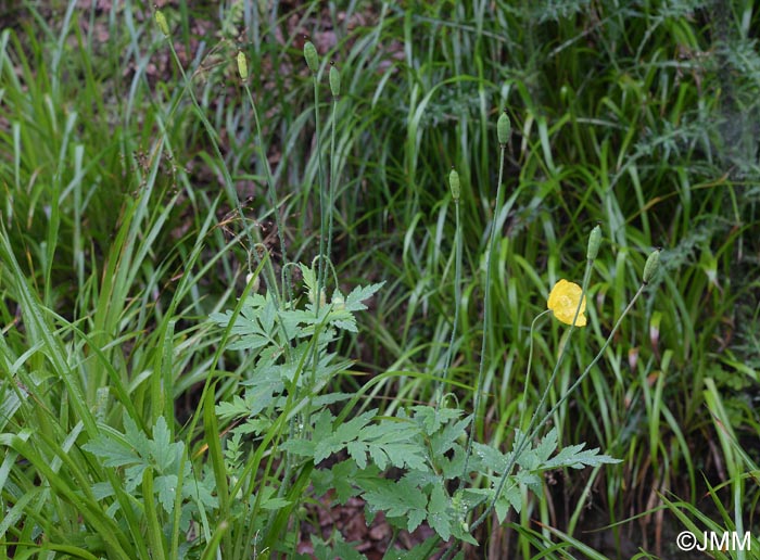 Meconopsis cambrica