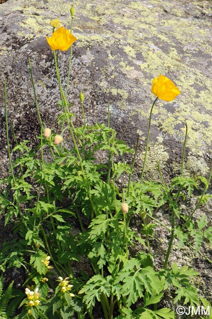 Meconopsis cambrica