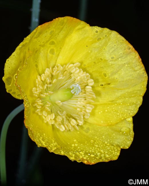 Meconopsis cambrica