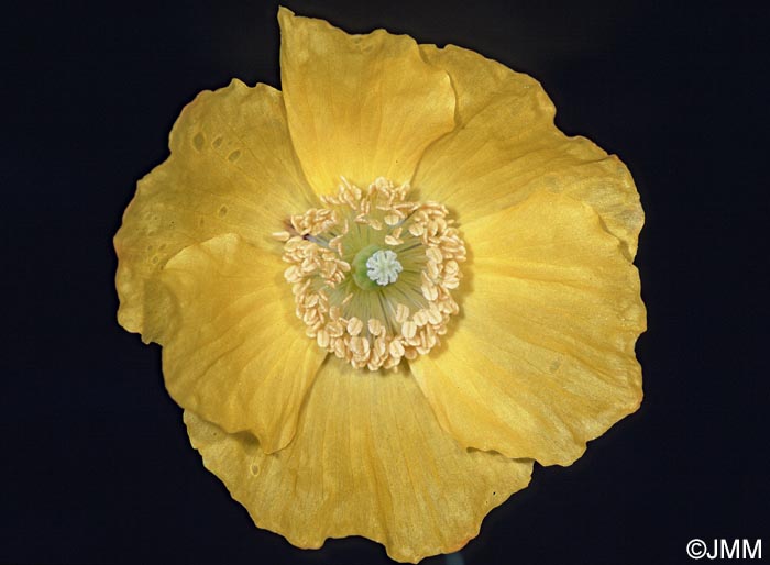 Meconopsis cambrica