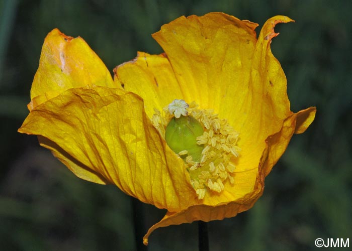 Meconopsis cambrica