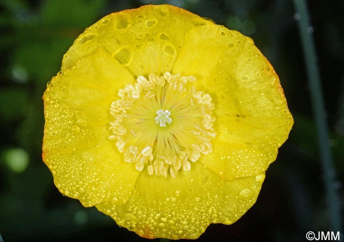 Meconopsis cambrica