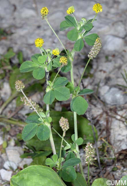 Medicago lupulina