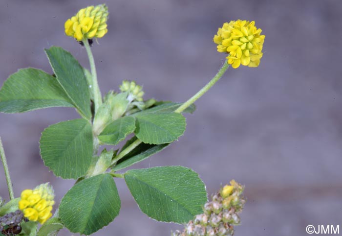 Medicago lupulina