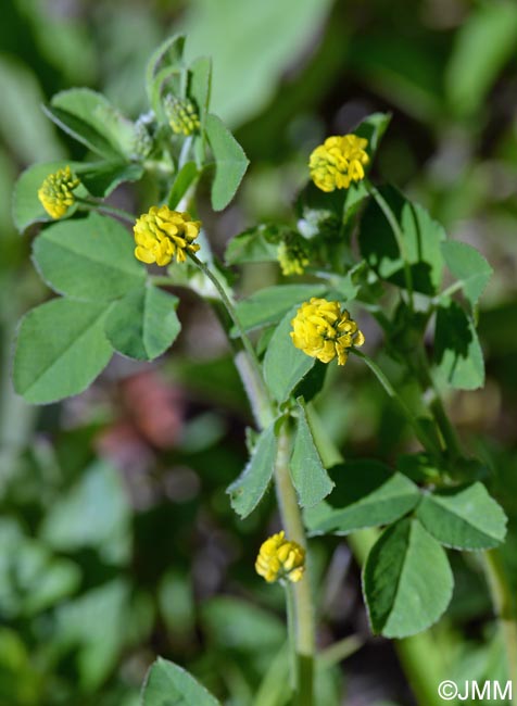 Medicago lupulina