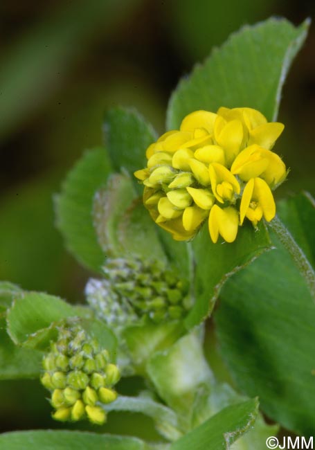 Medicago lupulina