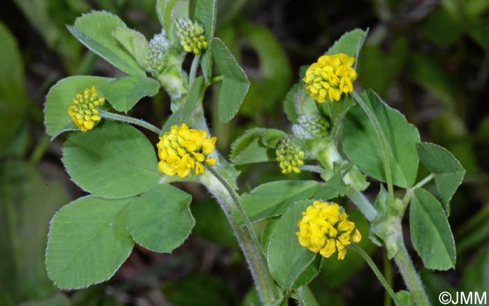 Medicago lupulina