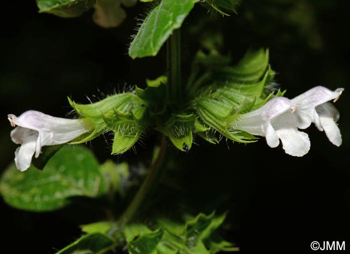 Melissa officinalis