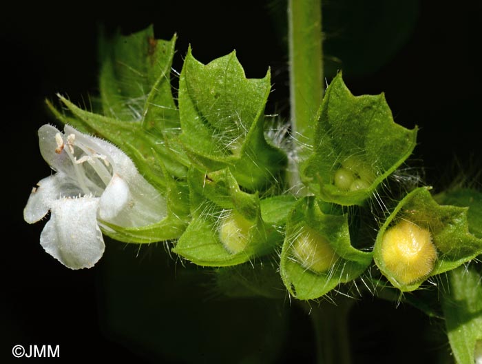 Melissa officinalis