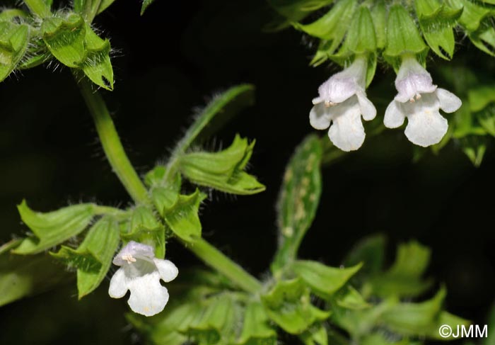 Melissa officinalis