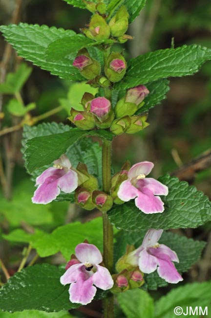 Melittis melissophyllum