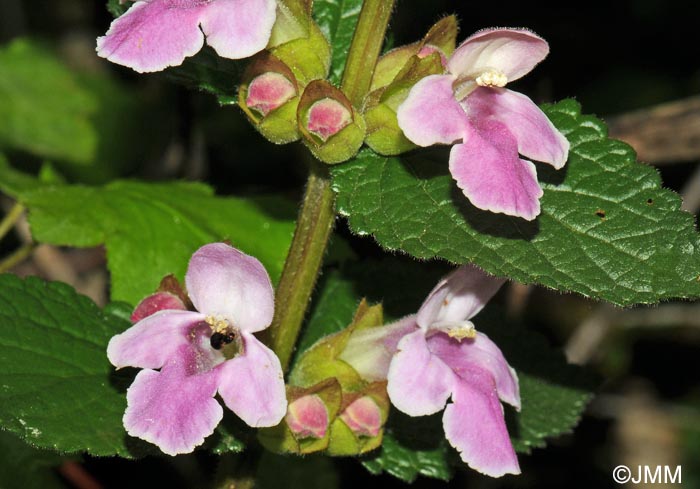 Melittis melissophyllum