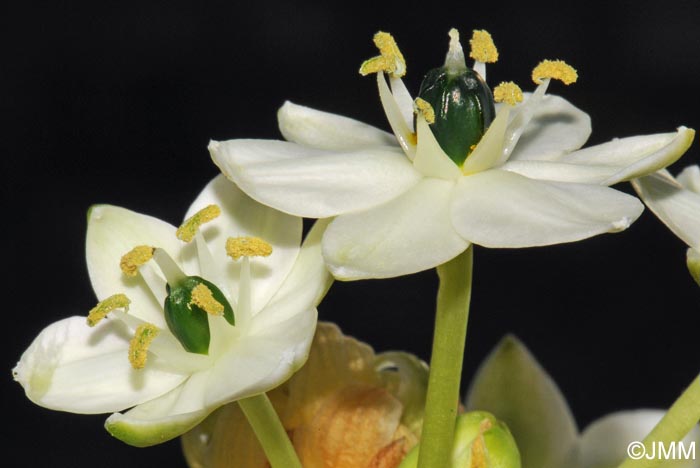 Melomphis arabica = Ornithogalum arabicum