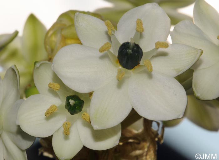 Melomphis arabica = Ornithogalum arabicum