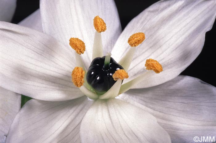 Melomphis arabica = Ornithogalum arabicum