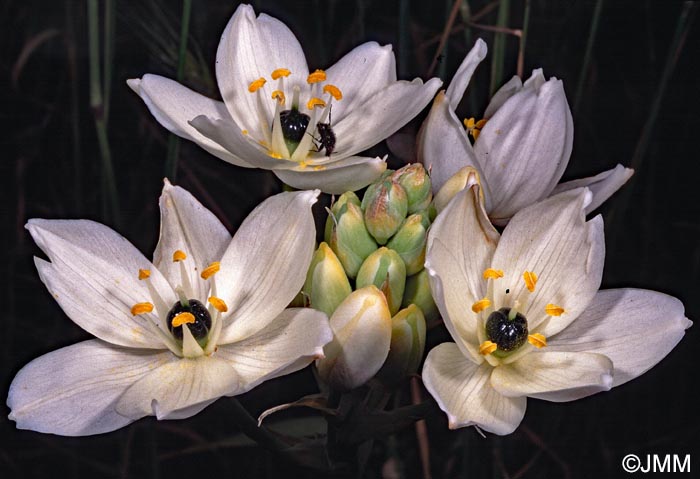 Melomphis arabica = Ornithogalum arabicum