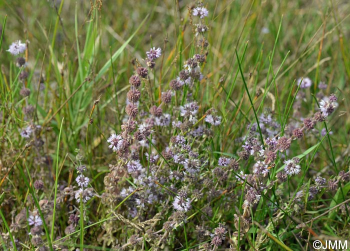 Mentha pulegium