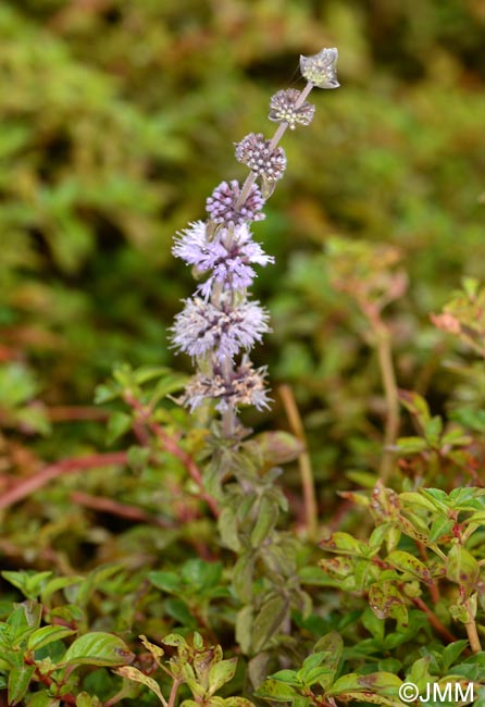 Mentha pulegium