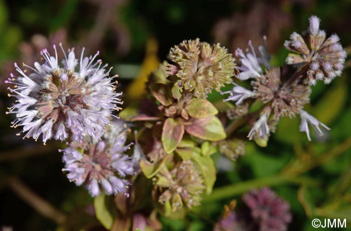 Mentha pulegium