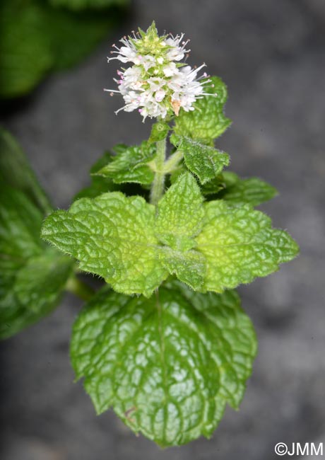 Mentha suaveolens