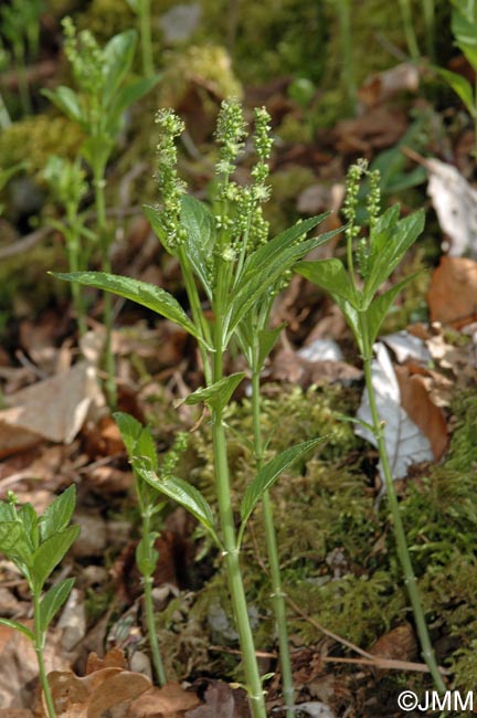 Mercurialis perennis