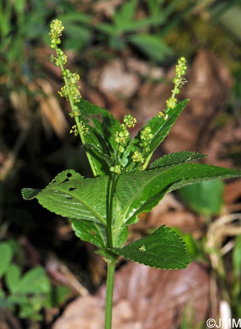 Mercurialis perennis