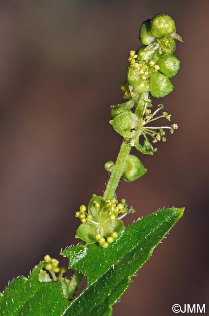 Mercurialis perennis