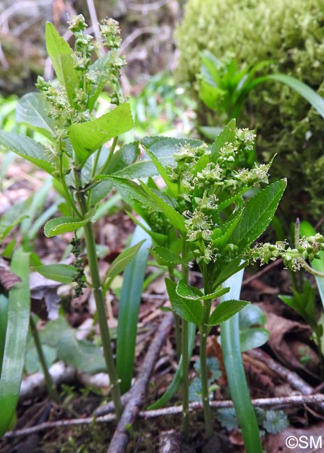 Mercurialis perennis