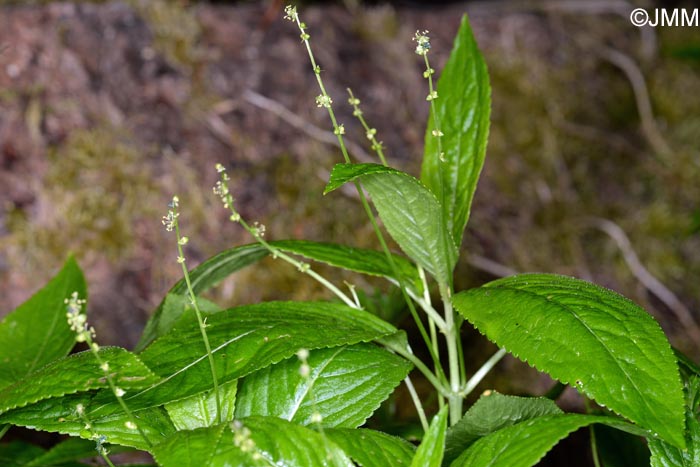 Mercurialis perennis