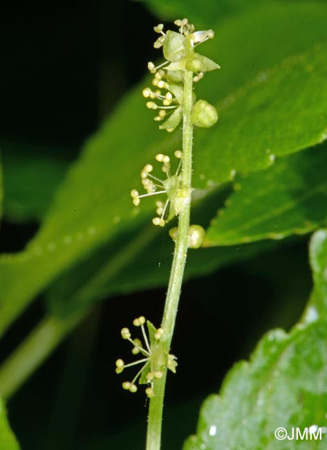 Mercurialis perennis