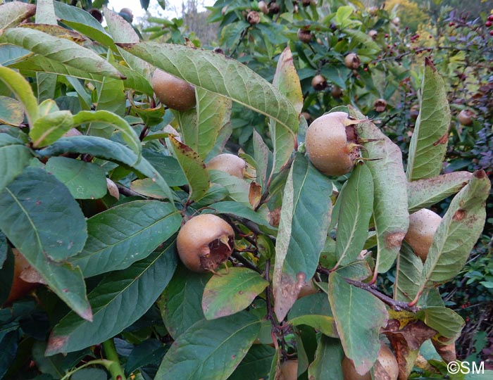 Mespilus germanica = Crataegus germanica