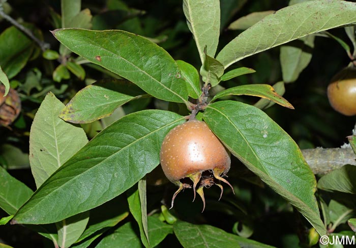 Mespilus germanica = Crataegus germanica