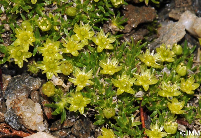 Minuartia sedoides