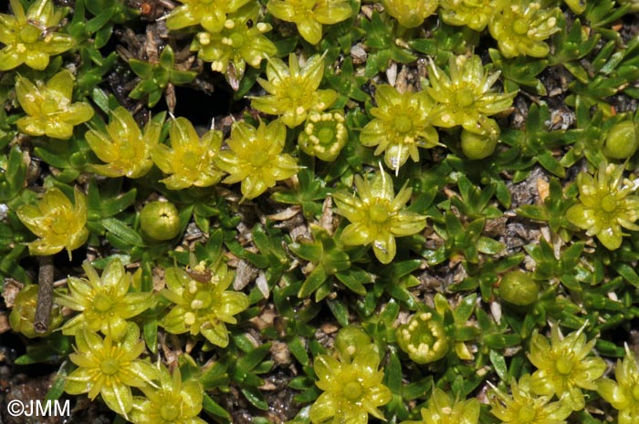 Minuartia sedoides