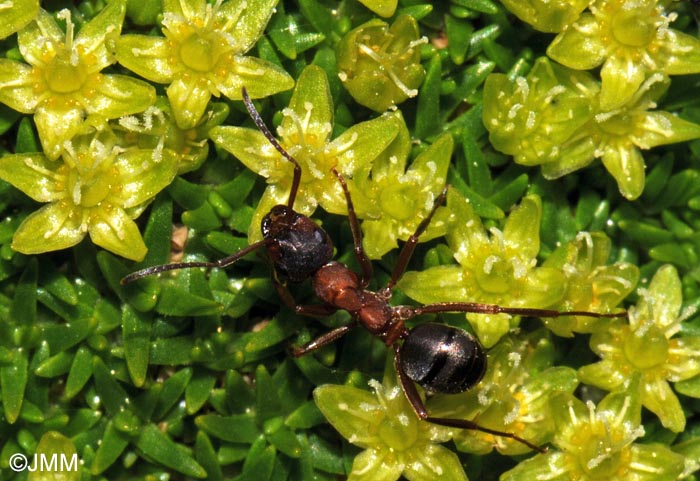 Minuartia sedoides