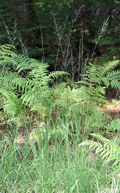 Pteridium aquilinum & Molinia arundinacea
