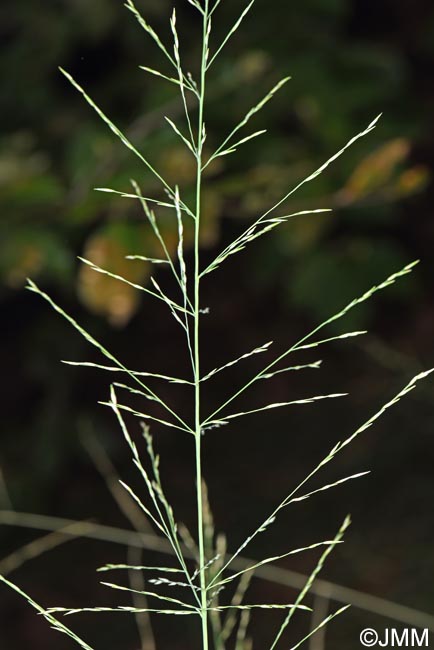 Molinia arundinacea