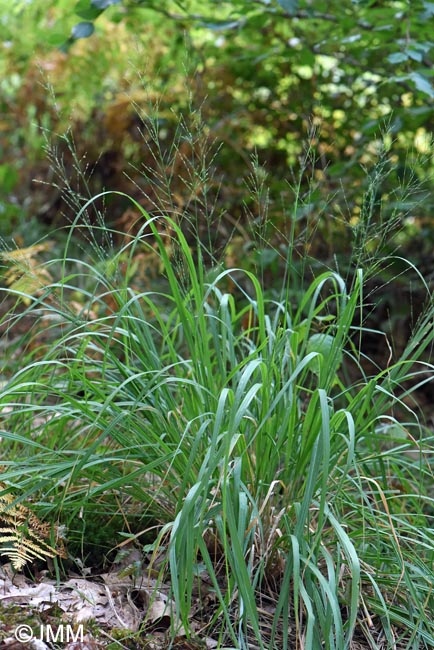Molinia arundinacea