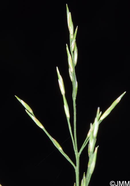 Molinia arundinacea