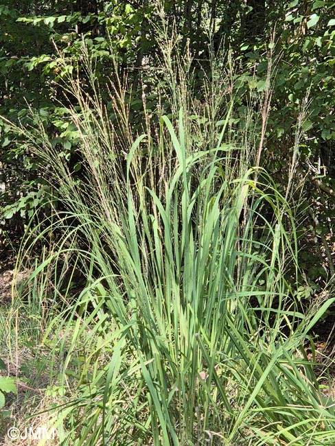Molinia arundinacea
