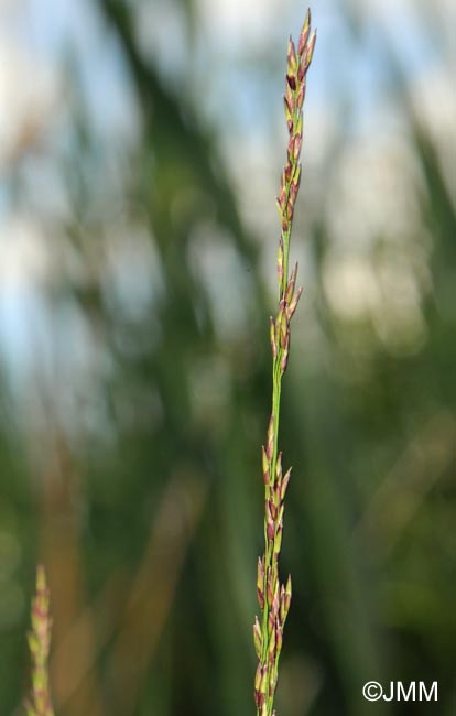 Molinia caerulea