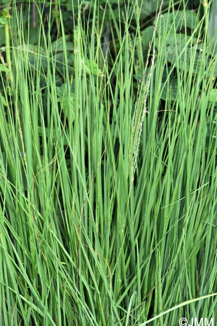 Molinia caerulea