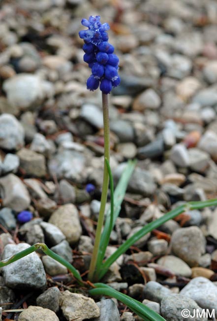 Muscari armeniacum