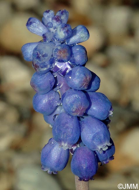 Muscari armeniacum